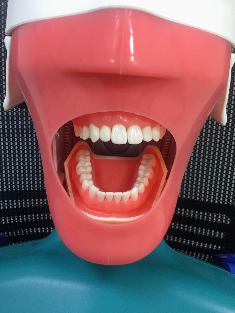 Manekin Simulator Gigi yang Di - Medical Lab Science ulasan dan harga