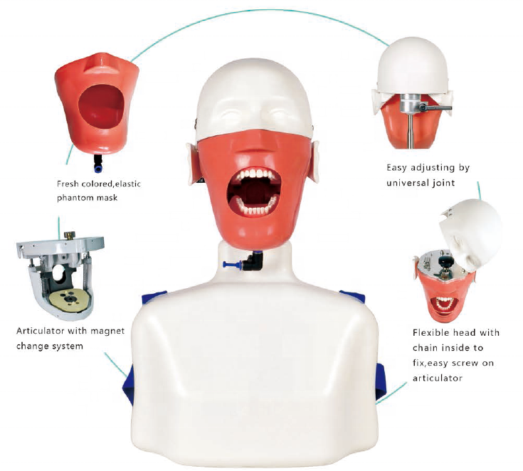Manekin Simulator Gigi yang Di - Medical Lab Science ulasan dan harga